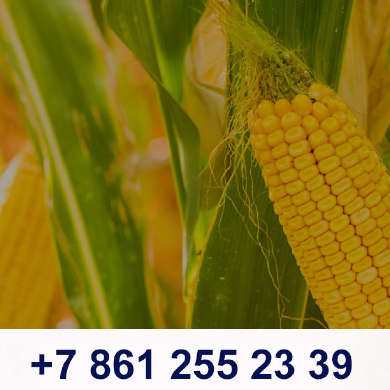 Какая урожайность кукурузы. Кукуруза гибрид мас14г. Кукуруза мас Сидс. Гибрид гороха и кукурузы. Структура урожая кукурузы.